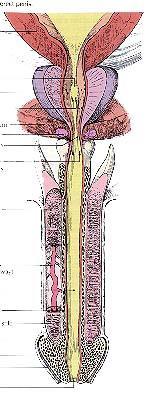 第四节 尿道 前列腺部 膜部 有射精管口 后尿道 男性尿道