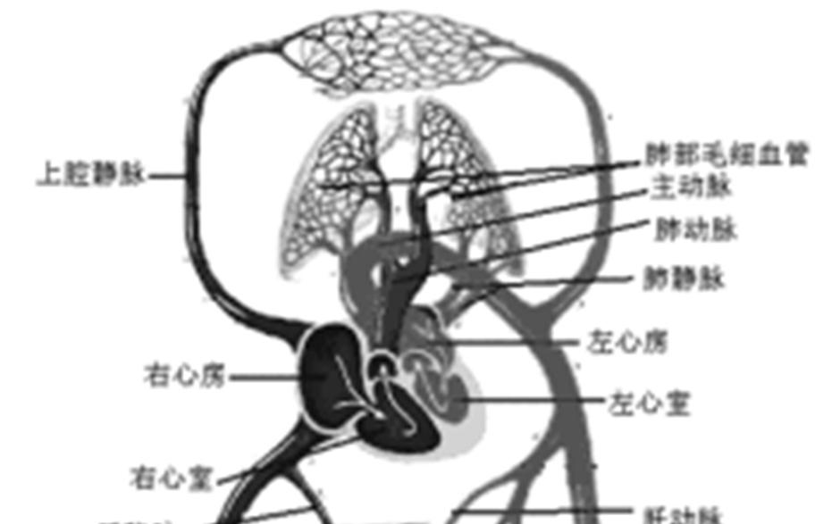 ( 三 ) 心血管系统