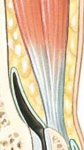 皮下脂肪组织 Quadriceps muscle &