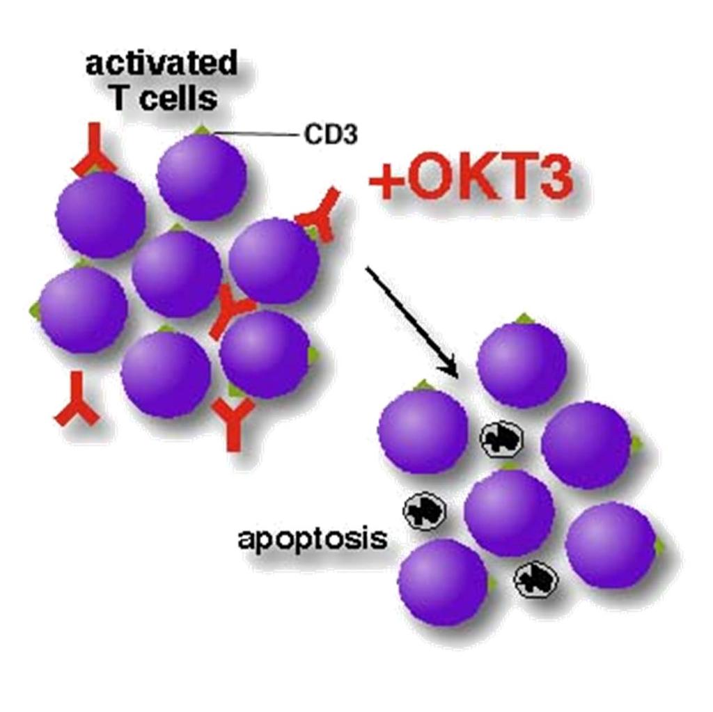 Muromonab-OKT3 Target CD3 on T cell surface 25