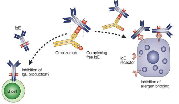 Omalizumab Binds to CR3 region of IgE to prevent its interaction with FcR1 and FcR2