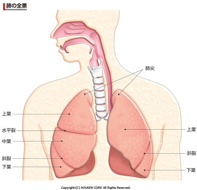 肺部全景 (1) 鼻子 (3) 皮膚
