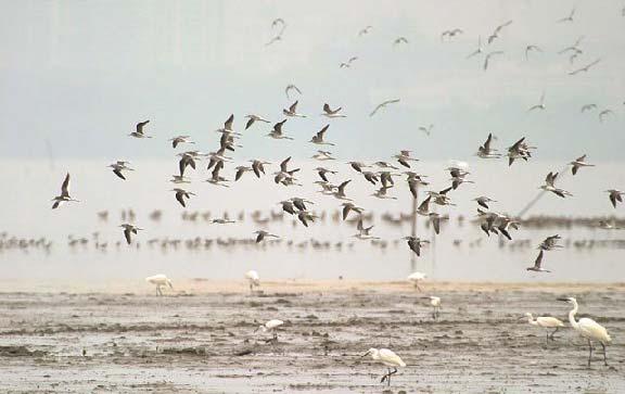 内后海湾泥滩上的鸟群 (Owen Chiang 摄 ) Photo.