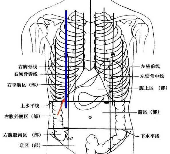 Oddi 括约肌 胆囊分为底 体 颈 管 胆囊底 fundus of gallbladder 的体表投影 :