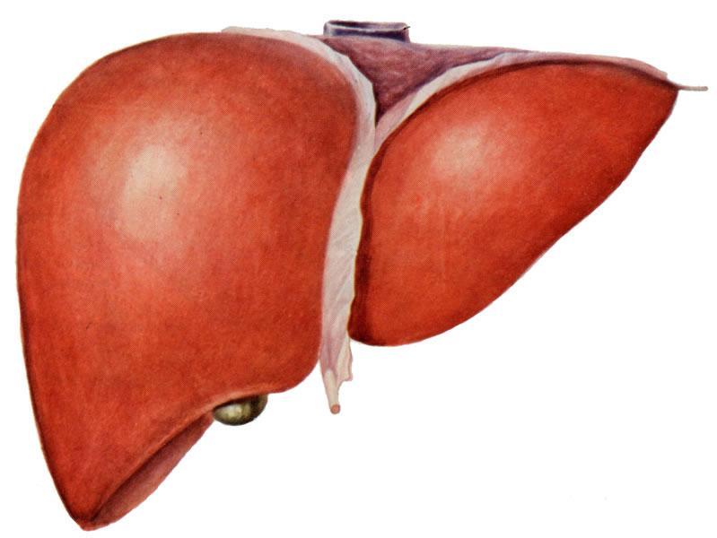 肝 liver ( 一 ) 肝的形态 膈面 diaphragmatic surface 以镰状韧带 falciform ligament 冠状韧带 coronary ligament 分肝左右叶 right