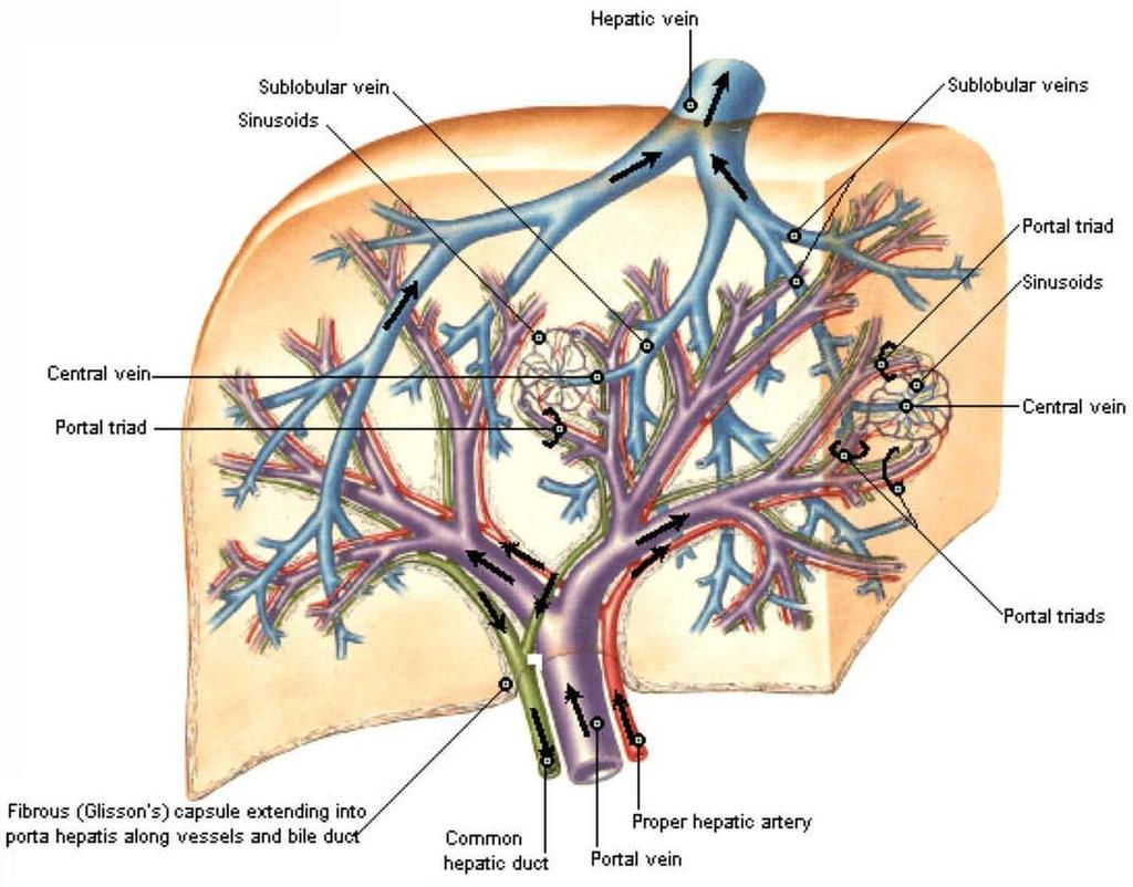 肝 内 管 道 系统