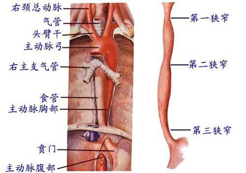 食管 esophagus 狭窄部第一狭窄 :C6: C6,, 起始处, 距中切牙 15cm 第二狭窄 :T4: T4-5,, 左主支气管后方, 距中切牙