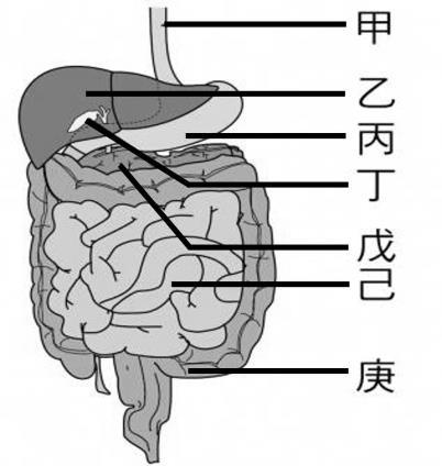 (B) 靜脈內的血液流速最慢 (C) 動脈可主動收縮產生脈搏 (D) 較大的靜脈中有瓣膜, 可以防止血液逆流 ( )27. 附圖為人體消化管內消化食物的情形, 甲 ~ 戊表示消化管, 下列敘述何者錯誤? 的影響 ( )33. 小腸在何處與大腸相連接? (A) 右上腹部 (B) 右下腹部 (C) 左上腹部 (D) 左下腹部 ( )34.