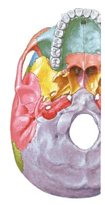 Facial Cranium Palatine bone 腭骨 Paired, L-shape,