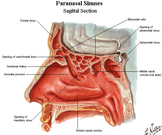Paranasal sinuses 鼻旁窦 Ethmoidal cellules 筛窦 Lie in ethmoidal bone, contains large number of air cells, divided into anterior, middle and posterior groups Anterior and middle