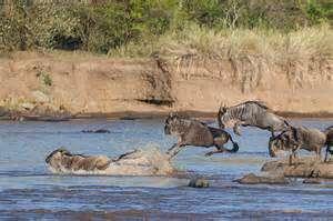 Kichwa Tembo 餐食 : 早午晚 Day 7 马赛马拉今天您将全天在马赛马拉自然保护区游猎 马赛马拉自然保护区是肯尼亚面积最大 最受欢迎的自然保护区,