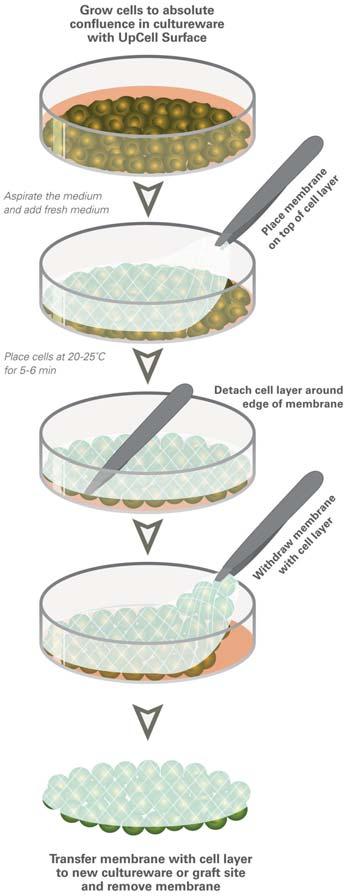 , 2005 and 2007) 开展 收获的细胞片上的保存完整的胞外基质提供了细胞叠放所必须的粘附性 在移植模型中, 这些基质具有天然胶一样的功能,