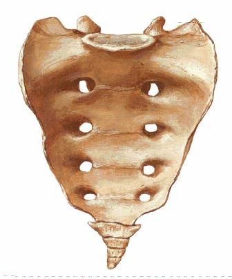 sacrum 骶骨和 coccyx