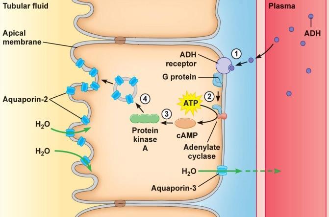 ( 二 )ADH 的生理作用 1. ADH 的作用 : 增加远曲小管和集合管上皮细胞对水的通透性 2.