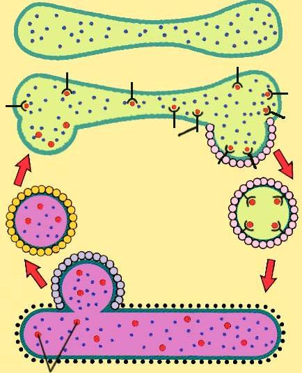 第三节 一 内质网向高尔基体的囊泡运输 由 COPⅡ 包被囊泡介导 : 将待转运物质从内质网运输至高尔基体, 并受到 SNARE 等一系列蛋白质的精确调控 SNARE 是一种小分子膜蛋白, 在囊泡识别和结合过程中具有重要作用 SNARE 蛋白根据其位置分布, 可分为 t- SNARE (target SNARE) 和