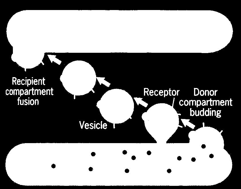 第一节 一 囊泡运输的概念 类型及基本过程 囊泡运输 (vesicular transport/vesicle trafficking):