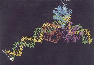 第三章 从 DNA 到 RNA--- 转录