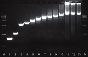 DNA Polymerase up to 50 μl 25 μl 反应程序 循环步骤预变性变性退火延伸彻底延伸 60 3 min 30 sec/kb 35 扩增产物电泳结果 M 1 2 3 4 5 6 7 8 9 10 11 12 13 07-2/ 稳定的粗品扩增能力 M M: DL15 000 DNA Marker 1: 0.6 kb 2: 1.0 kb 3: 2.6 kb 4: 3.