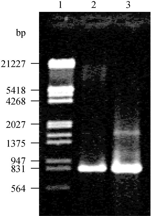 4 菌株 ML909 的系统发育学地位 The phylogenetic position of strain ML909 DC-4, ML909 DNA 828 bp( 5), (DFE), PCR pmd18-t, ( 6), ( 7), 828 bp, 275,, ML-FE, 99