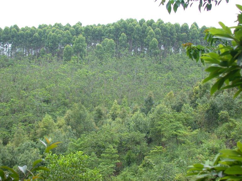 urophylla plantation