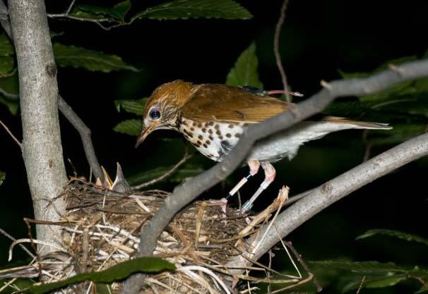 thrushes (C and D)