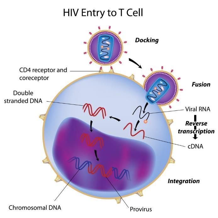 图 29: 艾滋病病毒进入细胞的过程 资料来源 :Interactive Biology, 华金证券研究所 科学家曾偶然发现一名艾滋病患者在接受骨髓移植后其体内的 HIV 消失了, 这意味着这名患者的艾滋病被骨髓移植治愈了 进一步研究发现, 其骨髓捐献者天然携带 CCR5 32 这种基因变异, 而该基因原型 CCR5 是介导 HIV 感染 T 细胞的关键蛋白之一, 这种基因突变阻断了 HIV