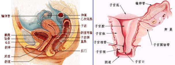 第四节内生殖器 女性内生殖器 (internal genitalia, internal reproductive