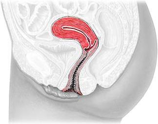 阴道壁因富有静脉丛, 创伤后易出血或形成血肿 : ( 二 ) 子宫子宫 (uterus) 是有腔 壁厚的肌性器官 腔内覆盖黏膜称子宫内膜, 青春期后受性激素影响发生周期性改变并产生月经 ; 性交后子宫是精子到达输卵管的通道 ; 孕期为胎儿发育 成长的部位 ; 分娩时子宫收缩使胎儿及其附属物娩出 子宫在盆腔内不同的位置 1.