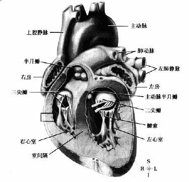 由内皮和结缔组织构成 心肌 : 为心脏的中层,