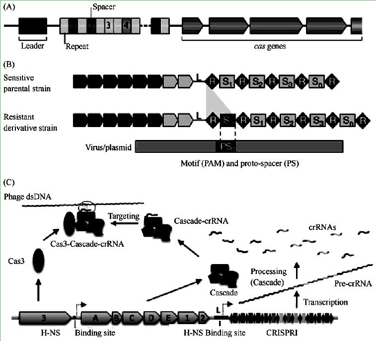 crrna 二元复合体指导 Cas9 蛋白在 crrna 引导序列靶定位点剪切双链 DNA, 其中 Cas9 的 HNH 核酸酶结构域剪切互补链, 其 RuvC-like 结构域剪切非互补链 具体图 4 所示 2 CRISPR 的基本结构 随着细菌基因组学的发展,CRISPR 的基本结构已逐渐被确定, 由短的高度保守的 repeat 与长度相似的非重复的 spacers 序列间隔排列所组成 (