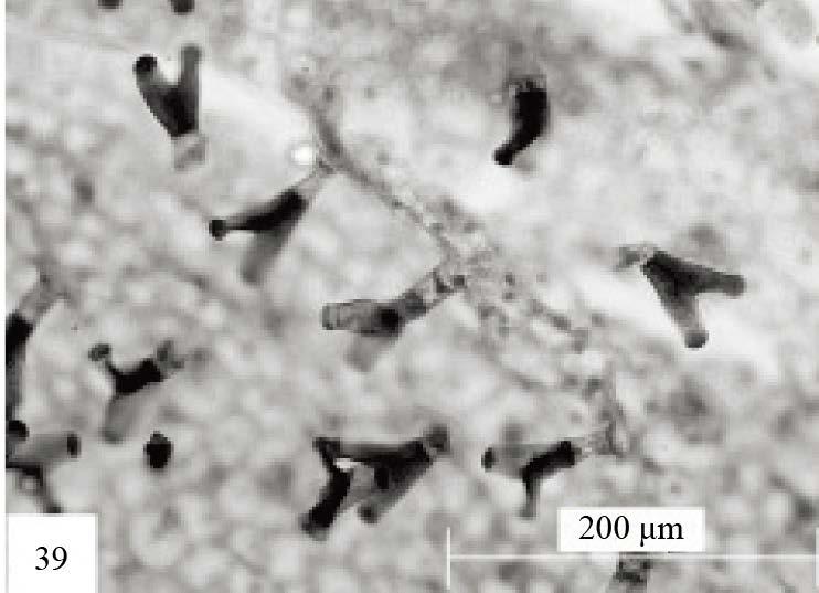 Showing the double headed short handle glandular hairs. Scale bar = 200 μm 图 39.