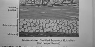 Granular layer Contain membrane coating granules,in upper part