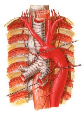 肋下动脉 (1 对 ) superior phrenic a.