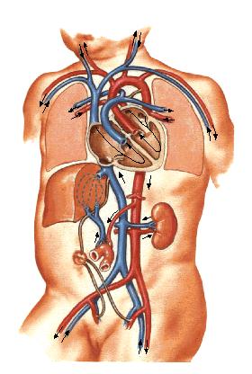 Veins of systemic circulation 体循环的静脉 I.