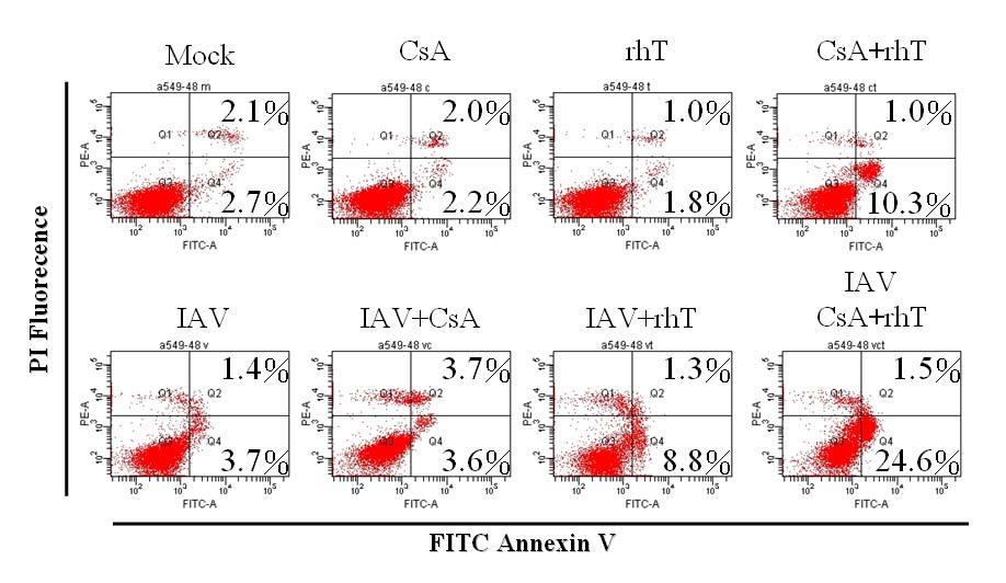 圖 21. Cyclosporin A 及 rhtrail(rht) 的共同作用下,IAV 感染之 A549 細胞 Annexin V 特異性染色分析將 A549 細胞培養至 6 well 中, 於培養液中分別加入 IAV PR8 (m.o.i=0.
