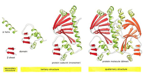 4.2 蛋白质的结构 一级结构, Primary structure 二级结构, Secondary