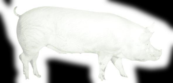 现代丹麦式养猪的关键问题