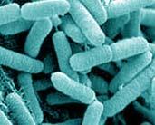 植物性乳酸菌 - 乳酸菌有葷 素之分?