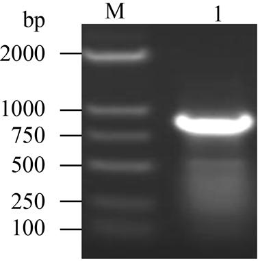 : 1667 915 bp ( 2), ; GenBank, 7 h 图 1 puox 基因的 RT-PCR 扩增 Fig. 1 Amplification of puox gene by RT-PCR. M: DNA marker DL2000; 1: RT-PCR product. 图 3 pet30a(+)/puox 重组蛋白 IPTG 的诱导浓度分析 Fig.