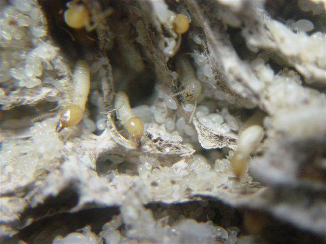 What will you see in a termite nest?