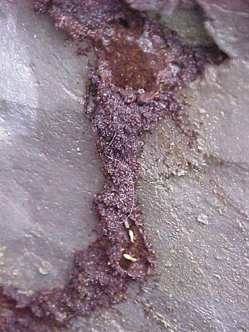 Termite mud tubing 白蟻路 Since termites do not have shell to protect themselves, they cannot expose to air or else they will die within two hours due to