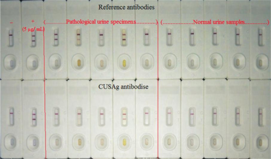 :CSB-DA441BmN2-CSB-DA441BmN1 以上组合, 在 10-10000 ng/ml 范围内, 随着校准品浓度的升高 T 线逐渐变深 人 PRSS2 单克隆抗体 科赛格最新推出多株人 PRSS2 单克隆抗体以外购高质量抗体为标准, 通过胶体金平台对自 产抗体的灵敏度和特异性方面进行反复验证, 该抗体可以用于体外诊断试剂 性质 参数 靶标种属 宿主 融合细胞 人类 Balb/c