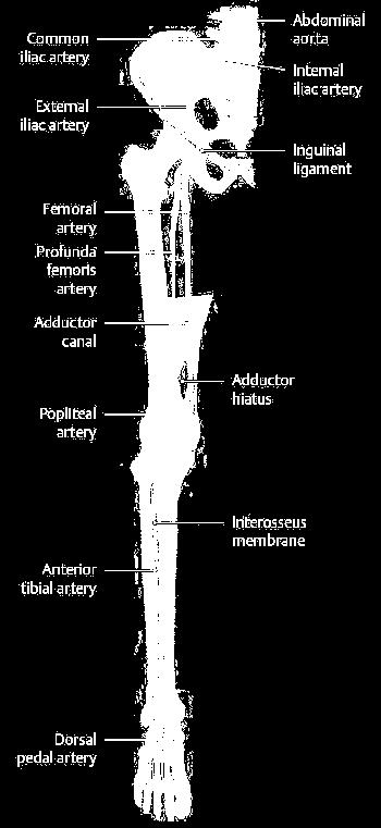 下肢的动脉 (Arterial Supply of the Lower Limb) 髂外动脉
