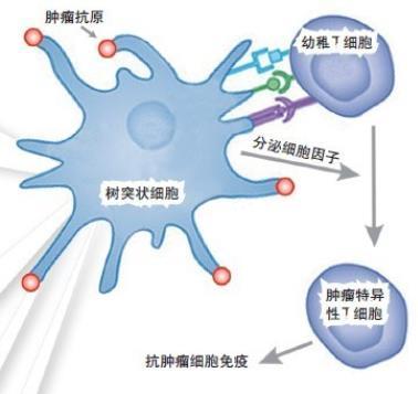 免疫细胞治疗 -DC 树突状 (DC)