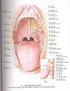 口腔解剖生理学部分