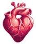 第一节心脏 一 心脏的位置和外形心脏 (heart) 是中空的肌性器官, 主要由心肌构成, 具有节律性收缩的机能, 为心血管系统的 动力泵 它能从静脉吸回血液, 再推入动脉, 使血液在血管内周而复始地流动 ( 一 ) 心脏的位置心脏位于胸腔, 下纵隔的中纵隔内, 为心包所包裹 约 2/3 在身体正中