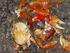 後灣海岸林陸蟹多樣性與降海行為調查