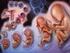 第三篇  基本组织与人体胚胎的早期发生