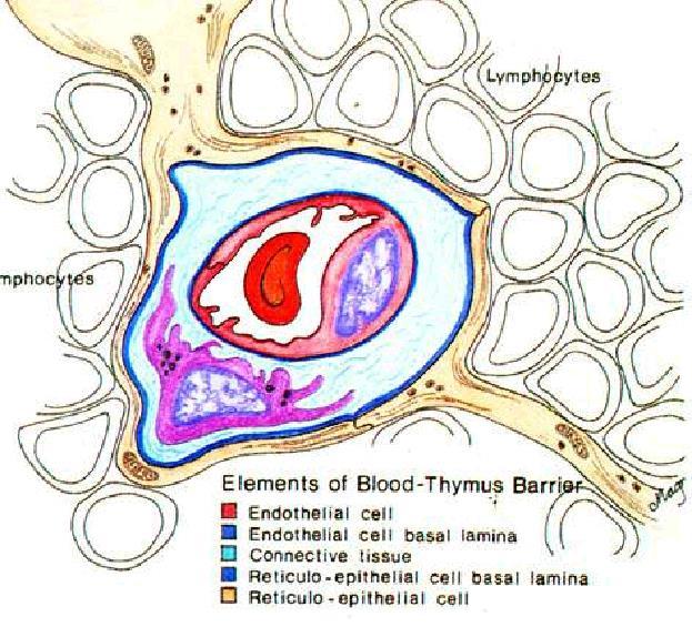( 五 ) 血 - 胸腺屏障 Blood-thymus barrier 位置 : 胸腺皮质内组成 : 连续型毛细血管内皮,