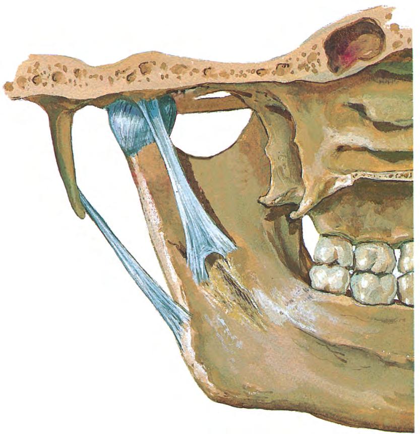 茎突下顎靱帯 Stylomandibular ligament 冠状面観 Coronal view 内側面観 Medial view 上関節腔 Superior compartment